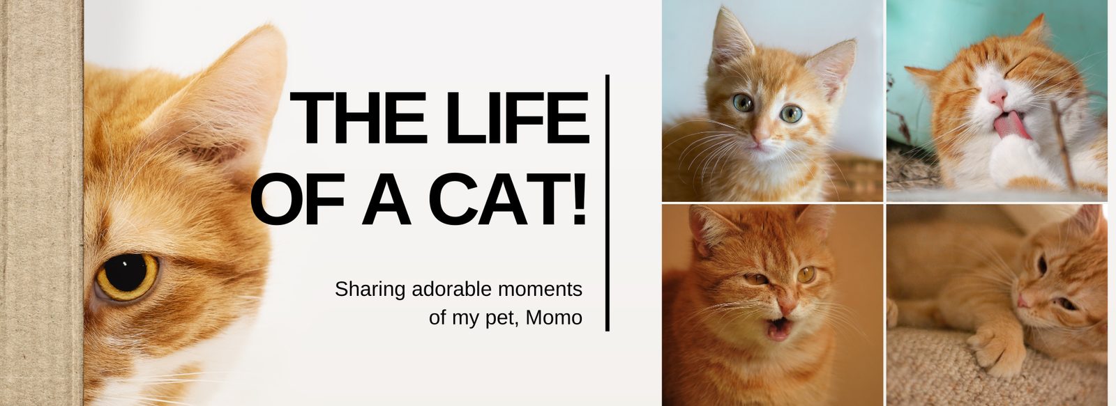 CatImageCarousel